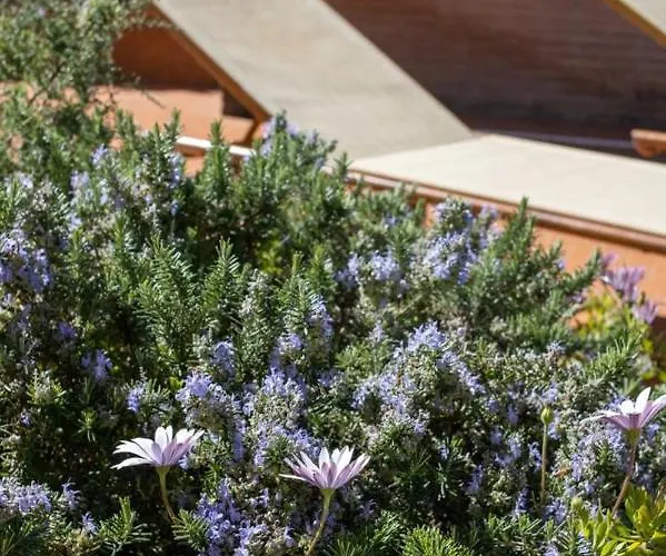 Cipriano 住宿加早餐酒店 明图尔诺